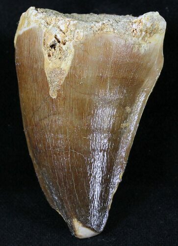 Large Mosasaur (Prognathodon) Tooth #21519